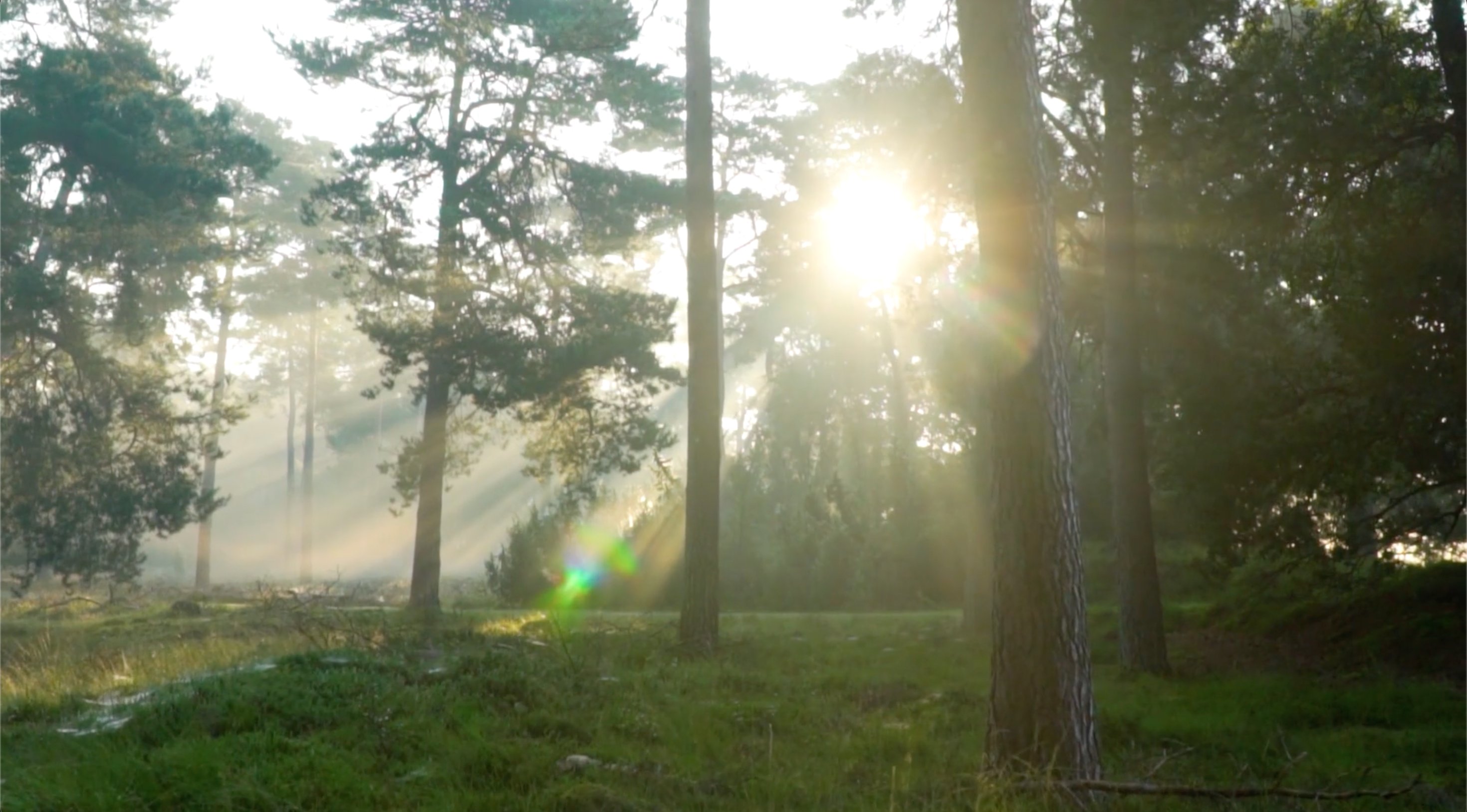 Background placeholder